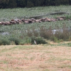 Vanellus miles (Masked Lapwing) at Goulburn Wetlands - 5 Nov 2021 by Rixon