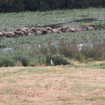 Vanellus miles (Masked Lapwing) at Goulburn, NSW - 5 Nov 2021 by Rixon