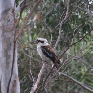 Dacelo novaeguineae at Goulburn, NSW - 5 Nov 2021