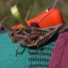 Perunga ochracea (Perunga grasshopper, Cross-dressing Grasshopper) at Budjan Galindji (Franklin Grassland) Reserve - 2 Nov 2021 by AndyRoo