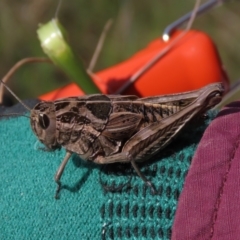Perunga ochracea (Perunga grasshopper, Cross-dressing Grasshopper) at Harrison, ACT - 3 Nov 2021 by AndyRoo