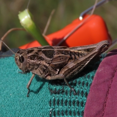 Perunga ochracea (Perunga grasshopper, Cross-dressing Grasshopper) at Budjan Galindji (Franklin Grassland) Reserve - 2 Nov 2021 by AndyRoo