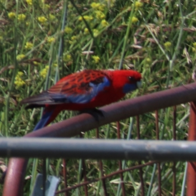 Platycercus elegans (Crimson Rosella) at Budjan Galindji (Franklin Grassland) Reserve - 2 Nov 2021 by AndyRoo