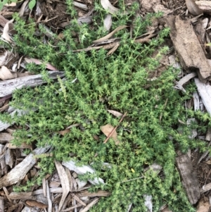 Paronychia brasiliana at Hughes, ACT - 3 Nov 2021