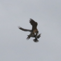 Falco longipennis (Australian Hobby) at Goulburn, NSW - 5 Nov 2021 by Rixon