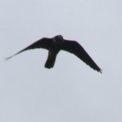 Falco longipennis at Goulburn, NSW - 5 Nov 2021 01:11 PM