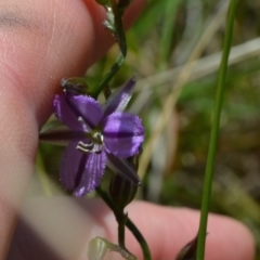 Thysanotus patersonii (Twining Fringe Lily) at Yass River, NSW by 120Acres