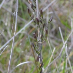 Thysanotus patersonii at Yass River, NSW - 22 Oct 2021