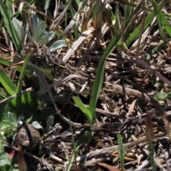 Tympanocryptis osbornei (Monaro Grassland Earless Dragon) at Dry Plain, NSW - 30 Oct 2021 by AndyRoo