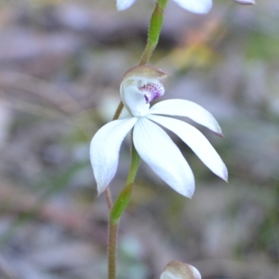 Caladenia moschata (Musky Caps) by 120Acres