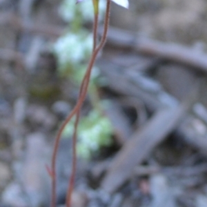 Caladenia moschata at suppressed - suppressed