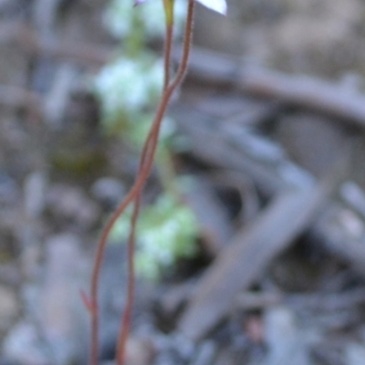 Caladenia moschata (Musky Caps) by 120Acres