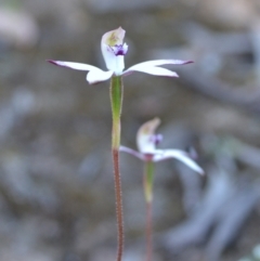 Caladenia moschata at suppressed - suppressed