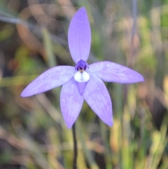 Glossodia major (Wax Lip Orchid) by 120Acres