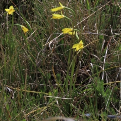 Diuris subalpina (Small Snake Orchid) at Dry Plain, NSW - 30 Oct 2021 by AndyRoo