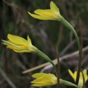 Diuris subalpina at Dry Plain, NSW - suppressed