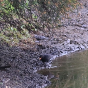 Turdus merula at Goulburn, NSW - 5 Nov 2021 03:22 PM