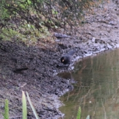 Turdus merula at Goulburn, NSW - 5 Nov 2021