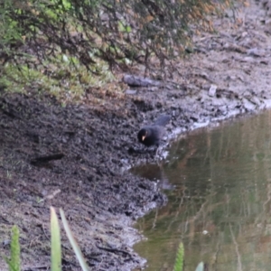 Turdus merula at Goulburn, NSW - 5 Nov 2021 03:22 PM