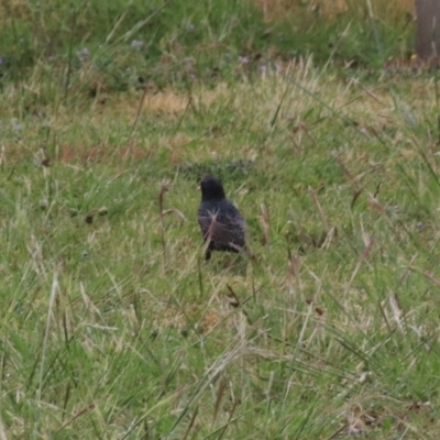 Sturnus vulgaris (Common Starling) at Goulburn, NSW - 5 Nov 2021 by Rixon