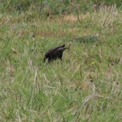 Sturnus vulgaris at Goulburn, NSW - 5 Nov 2021 01:38 PM