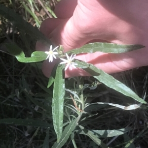 Olearia viscidula at Marulan, NSW - 31 Oct 2021