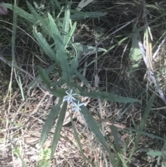 Olearia viscidula at Marulan, NSW - 31 Oct 2021