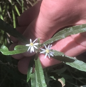 Olearia viscidula at Marulan, NSW - 31 Oct 2021