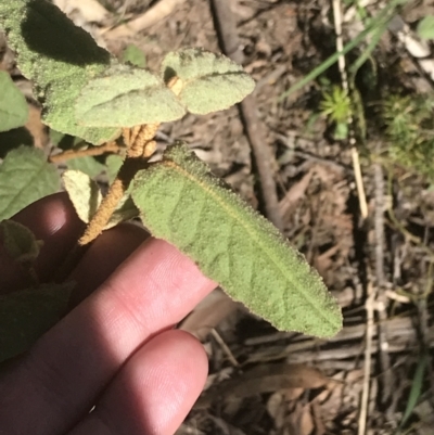 Correa reflexa var. reflexa (Common Correa, Native Fuchsia) at Bungonia State Conservation Area - 31 Oct 2021 by Tapirlord