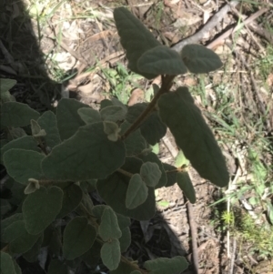 Correa reflexa var. reflexa at Bungonia, NSW - 31 Oct 2021