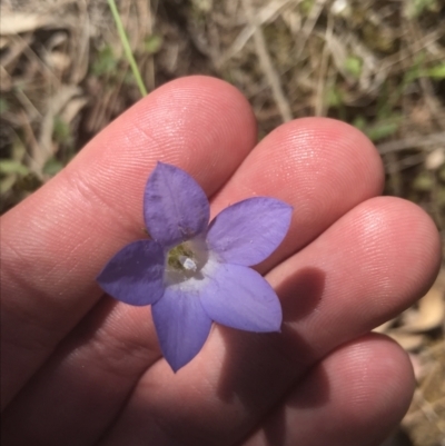 Wahlenbergia stricta subsp. stricta (Tall Bluebell) at Bungonia, NSW - 31 Oct 2021 by Tapirlord