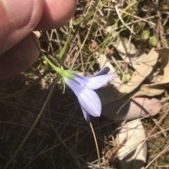 Wahlenbergia stricta subsp. stricta at Bungonia, NSW - 31 Oct 2021 02:22 PM