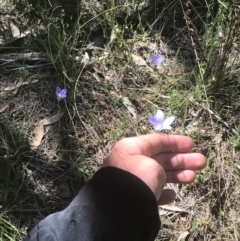 Wahlenbergia stricta subsp. stricta at Bungonia, NSW - 31 Oct 2021 02:22 PM