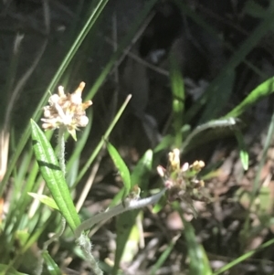 Euchiton japonicus at Bungonia, NSW - 31 Oct 2021