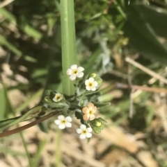 Hackelia suaveolens (Sweet Hounds Tongue) at Bungonia State Conservation Area - 31 Oct 2021 by Tapirlord