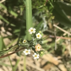 Hackelia suaveolens at Bungonia, NSW - 31 Oct 2021