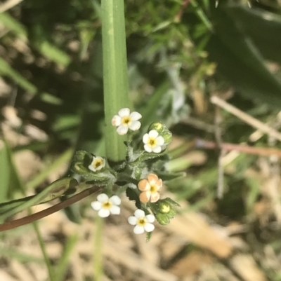 Hackelia suaveolens (Sweet Hounds Tongue) at Bungonia, NSW - 31 Oct 2021 by Tapirlord