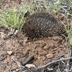 Tachyglossus aculeatus (Short-beaked Echidna) at Hackett, ACT - 5 Nov 2021 by JaneR