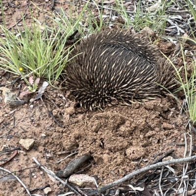 Tachyglossus aculeatus (Short-beaked Echidna) at Hackett, ACT - 5 Nov 2021 by JaneR