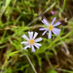 Vittadinia muelleri (Narrow-leafed New Holland Daisy) at Wandiyali-Environa Conservation Area - 5 Nov 2021 by Wandiyali