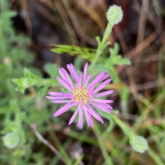 Vittadinia cuneata var. cuneata (Fuzzy New Holland Daisy) at Googong, NSW - 5 Nov 2021 by Wandiyali