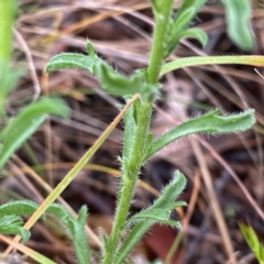 Vittadinia cuneata var. cuneata at Googong, NSW - 5 Nov 2021