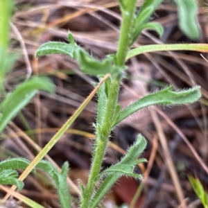 Vittadinia cuneata var. cuneata at Googong, NSW - 5 Nov 2021