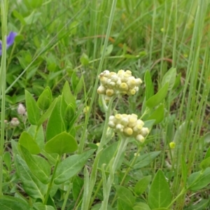 Pseudognaphalium luteoalbum at Monash, ACT - 3 Nov 2021