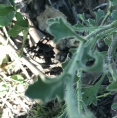 Vittadinia sulcata (Furrowed New Holland Daisy) at Bungonia, NSW - 31 Oct 2021 by Tapirlord