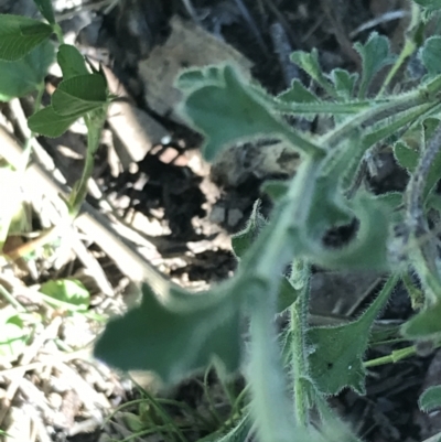 Vittadinia sulcata (Furrowed New Holland Daisy) at Bungonia State Conservation Area - 31 Oct 2021 by Tapirlord