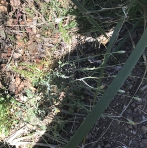 Vittadinia sulcata at Bungonia, NSW - 31 Oct 2021