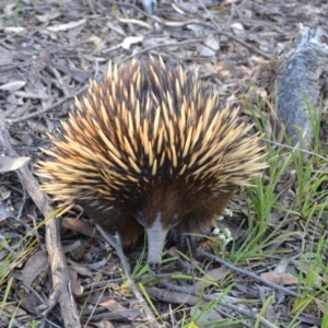 Tachyglossus aculeatus at suppressed - suppressed