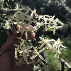 Clematis glycinoides (Headache Vine) at Bungonia, NSW - 31 Oct 2021 by Tapirlord