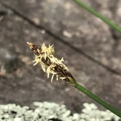 Eleocharis sp. (Spike-rush) at Bungonia State Conservation Area - 31 Oct 2021 by Tapirlord